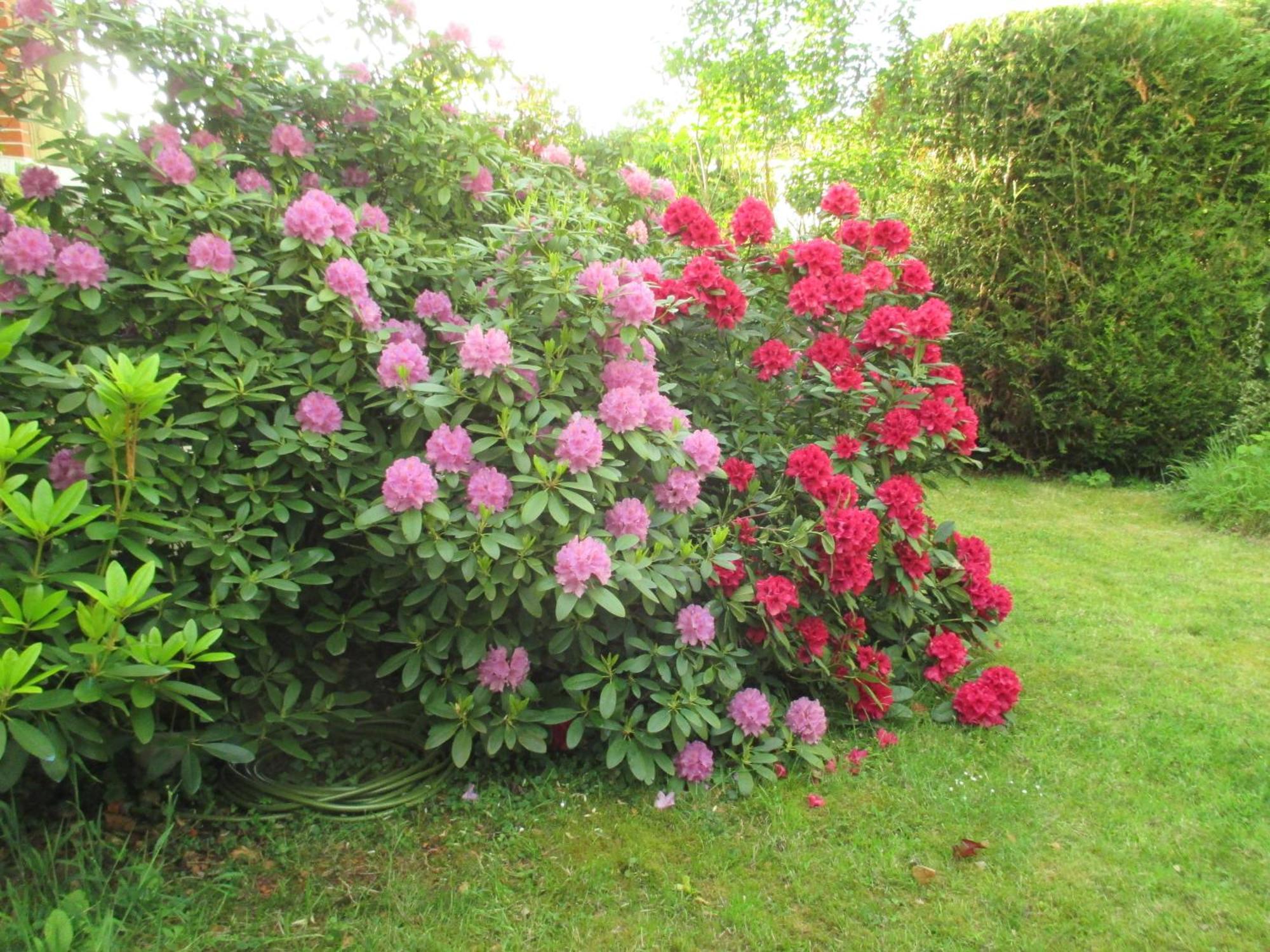 Le Cottage - Chambres D'Hotes Paris Saclay Bures-sur-Yvette Esterno foto